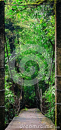 Wooden foot bridge in the rainforest Stock Photo