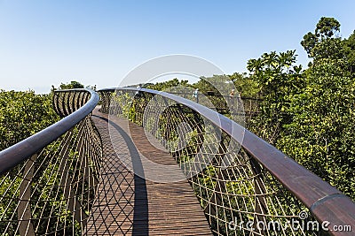 Wooden footbridge above trees in Kirstenbosch botanical garden, Cape Town Stock Photo