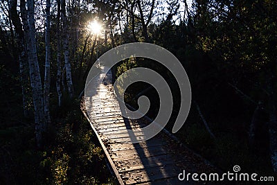 Wooden footbridge between birch and pine trees during sunset, Chalupska slat, Sumava National Park, Czech Republic Stock Photo