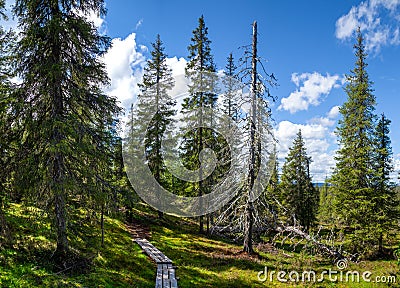 A wooden footpath among the high spruce turns up. Fresh air reserve. Northern Europe. Enjoy the life Stock Photo