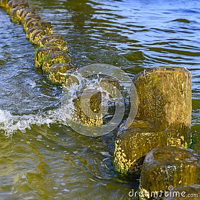 Wooden groynes covered with yellow-green algae Stock Photo