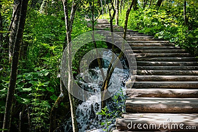 Wooden Hiking Path in a Forest Stock Photo