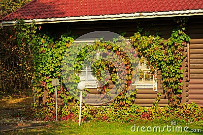 A wooden house in the forest, grapes braided the wall and windows. Autumn sunny Stock Photo