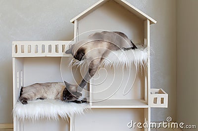 Two domestic short-haired cat brothers in cat house. Domestic cat twins. Stock Photo