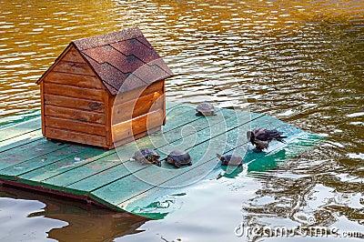 Wooden house on the water with turtles and a wet crow, a pond in the park Stock Photo