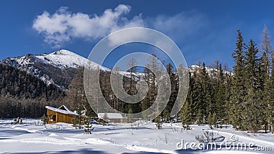 Wooden houses stand on the edge of a coniferous forest. Stock Photo