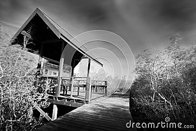 Wooden jetty and Mangrove forest Stock Photo