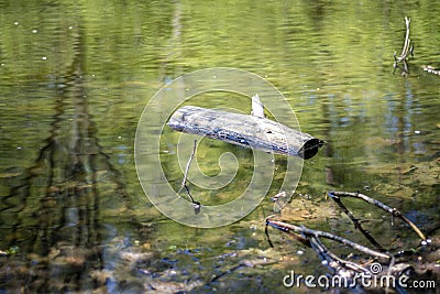 Wooden log floating on water surface Stock Photo