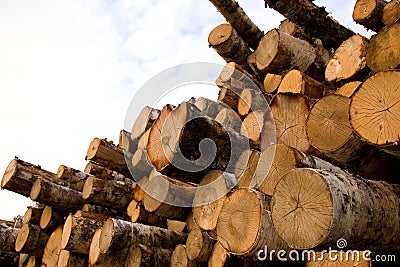 Wooden logs Stock Photo