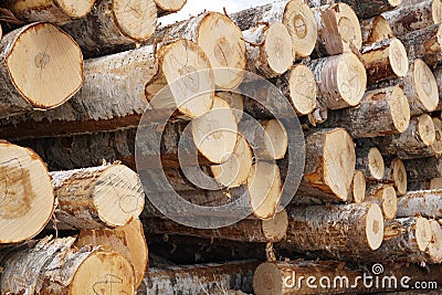Wooden Logs with Forest on Background Trunks of trees cut and stacked in the foreground, green forest in the background Stock Photo