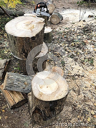 wooden logs of sawn tree trunk, preparing firewood for the winter Stock Photo