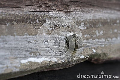 Wooden nail in wood Stock Photo