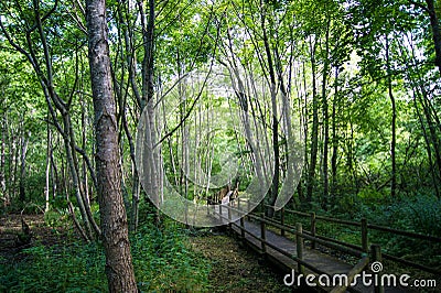 Wooden path across Beauvoir's natural park Stock Photo