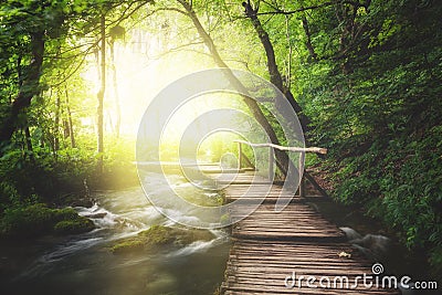 Wooden path across river in green forest Stock Photo