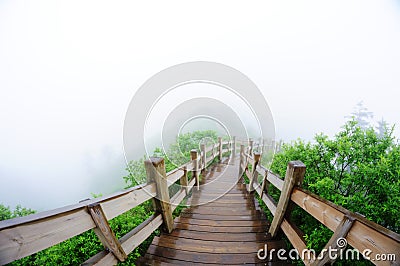 Wooden path in the Forest Stock Photo