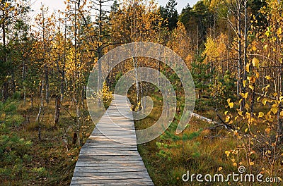 Wooden pathway through the swamp forest, autumn Dubrava marsh reserve Lithuania Stock Photo