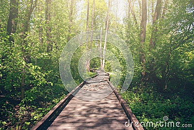 Wooden pathway through forest woods in the morning. Summer nature travel and journey concept Stock Photo