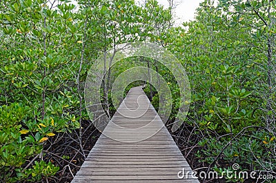 Wooden pathway in mangrove forest Stock Photo