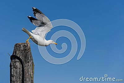 wooden pile seagull take off powerfull start Stock Photo