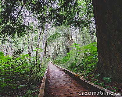 Wooden plank path leading to infinity through saturated green forest. Stock Photo