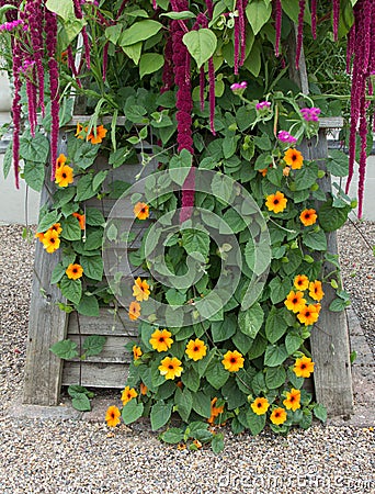 Wooden planter with late summer flowers Stock Photo