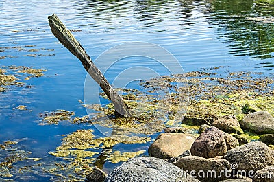 Wooden pole in water Stock Photo