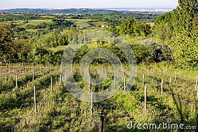 Wooden poles with stretched metal wire support the vineyard in sunny day. Vineyards agriculture in spring. Soft focus. Stock Photo