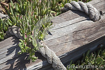 Wooden post and marine rope with iceplants growing over it Stock Photo