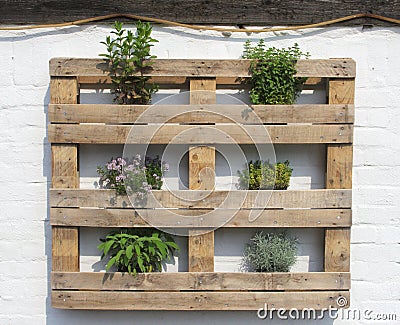 Mediterranean style wooden rack with fresh herbs on white, Netherlands Stock Photo