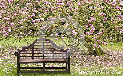 Wooden seat under blossoming magnolia tree Stock Photo