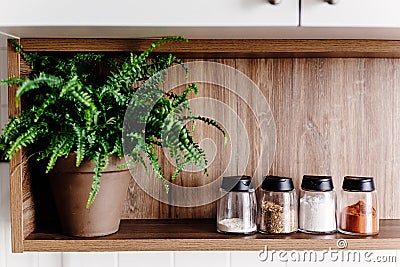 Wooden shelf with pepper mill and spices and green plants on mo Stock Photo