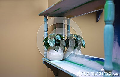 Wooden shelve with green plant decoration on wall Stock Photo