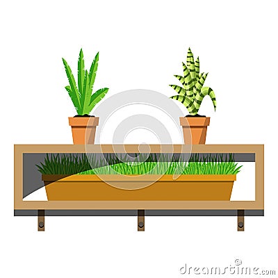 Wooden shelves with potted plants in ceramics pots. Aloe and ypung palm flovers in the pot and green grass in container on the Vector Illustration