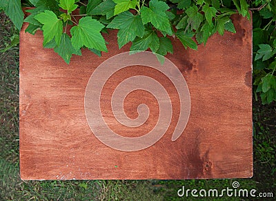 wooden shield, Board, background framed with blackcurrant leaves Stock Photo