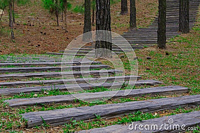 Wooden stairs extend in the woods. Stock Photo