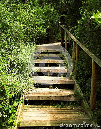 Wooden stairs in green bushes Stock Photo