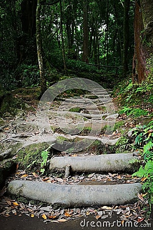 Wooden steps in the forest Stock Photo