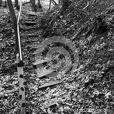 Wooden steps in the ground. Abandoned staircase in the woods. Stock Photo