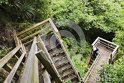 Wood stairway in forest Stock Photo