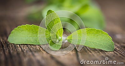 Wooden table with Stevia leaves (selective focus) Stock Photo