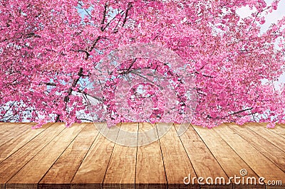 Wooden table top with pink cherry blossom or sakura flowers mock up wood desk for display or montage your products stand Stock Photo