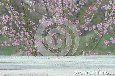 Wooden table of white boards against the background of a flowering bush Stock Photo