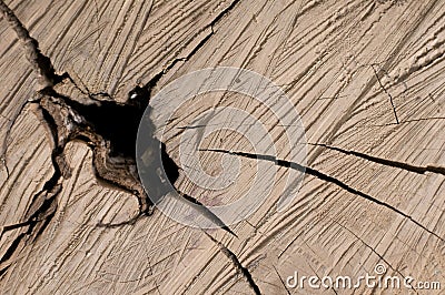 Wooden texture Stock Photo