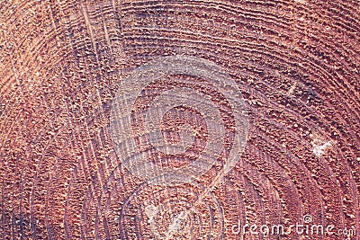Wooden Texture of tree in forest Stock Photo