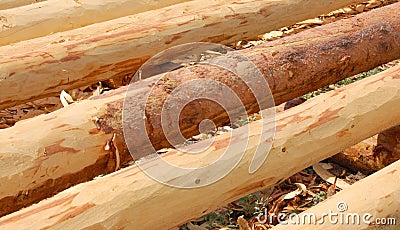 Wooden timber logs Stock Photo