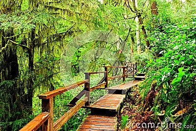 Wooden trail through the rainforest of Pacific Rim National Park, Vancouver Island Stock Photo
