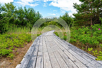 Wooden trail through wood forest with heave planks in wood Stock Photo
