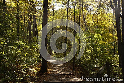 Wooden trail through woods leading to stairs surrounded by tall green trees on both sides on a sunny day in Minnesota Stock Photo