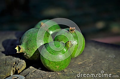On the wooden trunk, green fruits of the American Genipa Stock Photo