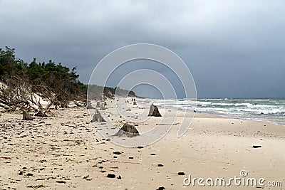 Wooden trunks of 3000 years trees exposed by the erosion of the sea in Slowinski National Park, Leba, Poland. Stock Photo